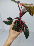 Philodendron Pink Princess