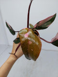 Philodendron Pink Princess