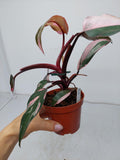 Philodendron Pink Princess