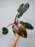 Philodendron Pink Princess