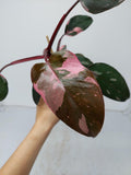 Philodendron Pink Princess