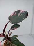 Philodendron Pink Princess