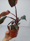 Philodendron Pink Princess