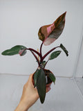 Philodendron Pink Princess