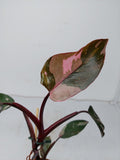 Philodendron Pink Princess