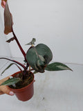 Philodendron Pink Princess