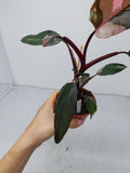 Philodendron Pink Princess