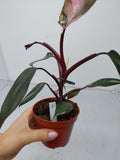 Philodendron Pink Princess