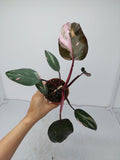 Philodendron Pink Princess