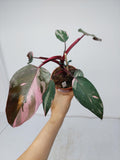 Philodendron Pink Princess