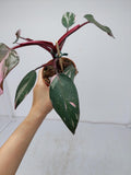 Philodendron Pink Princess