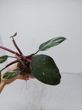 Philodendron Pink Princess