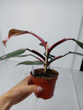 Philodendron Pink Princess