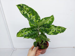 Aglaonema Pictum Tricolor