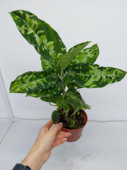 Aglaonema Pictum Tricolor