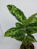 Aglaonema Pictum Tricolor