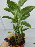 Aglaonema Pictum Tricolor