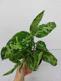 Aglaonema Pictum Tricolor