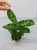 Aglaonema Pictum Tricolor