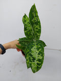 Aglaonema Pictum Tricolor