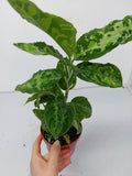 Aglaonema Pictum Tricolor