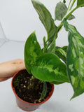 Aglaonema Pictum Tricolor