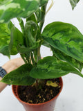 Aglaonema Pictum Tricolor