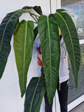 Philodendron Patriciae