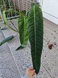 Philodendron Patriciae