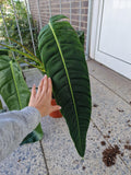 Philodendron Patriciae