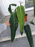 Philodendron Patriciae