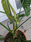 Philodendron Patriciae