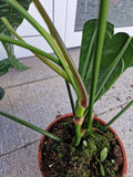 Philodendron Patriciae