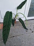 Philodendron Patriciae