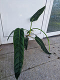 Philodendron Patriciae