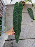 Philodendron Patriciae