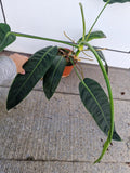 Philodendron Patriciae