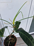 Philodendron Patriciae