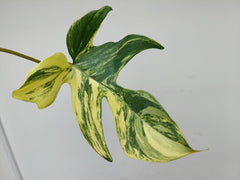 Philodendron Florida Beauty Steckling