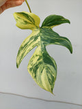 Philodendron Florida Beauty Steckling