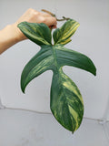 Philodendron Florida Beauty Steckling