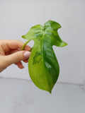 Philodendron Florida Beauty Steckling