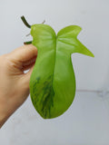 Philodendron Florida Beauty Steckling