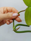 Philodendron Florida Beauty Steckling