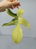 Philodendron Florida Beauty Steckling