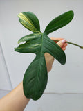 Philodendron Florida Beauty Steckling