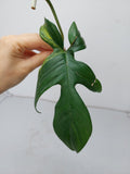 Philodendron Florida Beauty Steckling