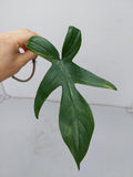 Philodendron Florida Beauty Steckling