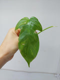 Philodendron Florida Beauty Steckling