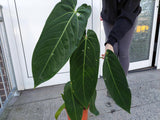 Anthurium Warocqueanum Hybrid